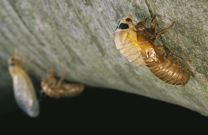 Brood X, 17-year cicadas emerge from their nymphal exoskeletons.; Kensington, Maryland., by Darlyne Murawski / Design Pics