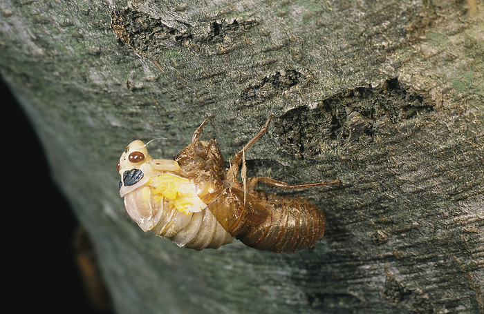 A Brood X, 17-year cicada emerges from its nymphal exoskeleton.; Kensington, Maryland., by Darlyne Murawski / Design Pics