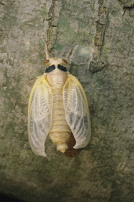 A Brood X, 17-year cicada newly emerged from its nymphal exoskeleton.; Kensington, Maryland., by Darlyne Murawski / Design Pics