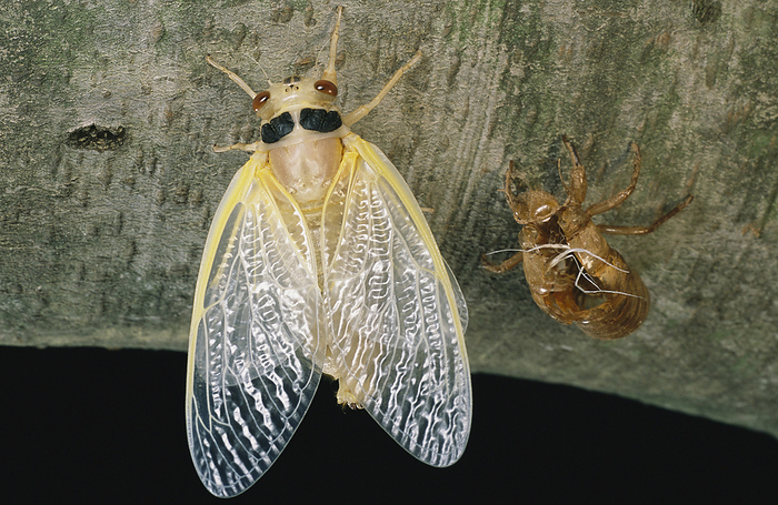 A newly emerged Brood X, 17-year cicada and its nymphal exoskeleton.; Kensington, Maryland., by Darlyne Murawski / Design Pics