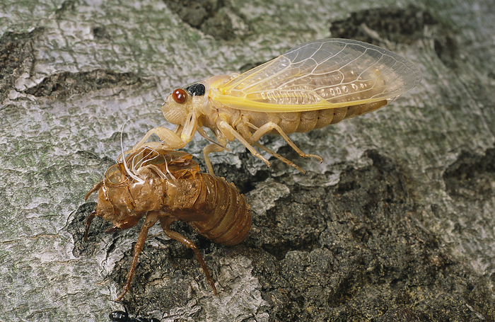 A Brood X, 17-year cicada emerges from its nymphal exoskeleton.; Kensington, Maryland., by Darlyne Murawski / Design Pics