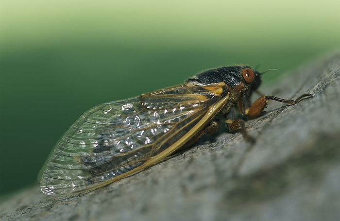 Close view of a Brood X, 17-year cicada.; Kensington, Maryland., by Darlyne Murawski / Design Pics