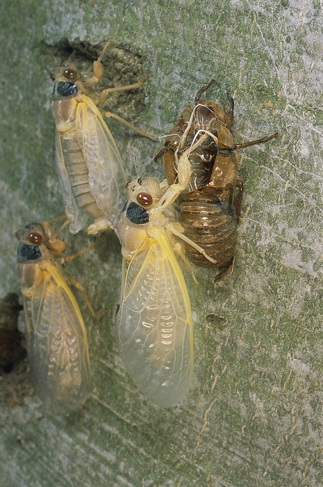 Newly emerged Brood X, 17-year cicadas, showing nymphal exoskeleton.; Kensington, Maryland., by Darlyne Murawski / Design Pics