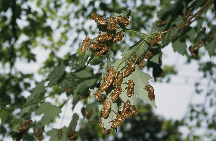 A cluster of Brood X, 17-year cicada nymphal exoskeletons on a branch.; Kensington, Maryland., by Darlyne Murawski / Design Pics