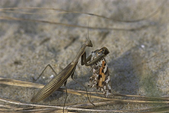 Praying mantis eating a butterfly.; Chatham, Cape Cod, Massachusetts., by Darlyne Murawski / Design Pics