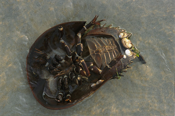 A horseshoe crab on it's back in shallow water.; Brewster, Cape Cod, Massachusetts., by Darlyne Murawski / Design Pics