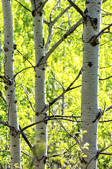 Close-up of a trio of aspen tree trunks in a glowing forest; Calgary, Alberta, Canada, by Michael Interisano / Design Pics