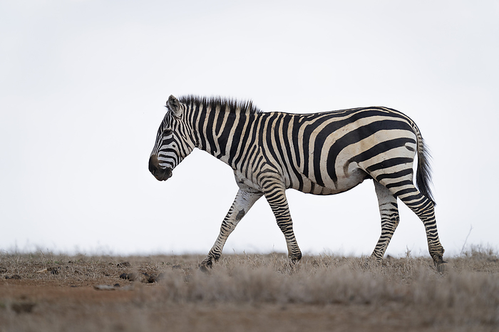 Plains Zebra (Equus burchellii) walking across the horizon on a savannah in Chobe National Park; Botswana, by Nick Dale / Design Pics