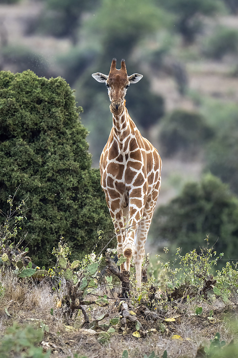 Reticulated giraffe (Giraffa camelopardalis reticulata) walks through cactus plants towards camera; Segera, Laikipia, Kenya, by Nick Dale / Design Pics