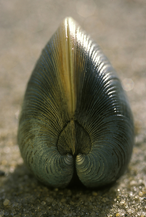 A clam shell standing on its edge in sand.; Cape Cod, Massachusetts., by Darlyne Murawski / Design Pics