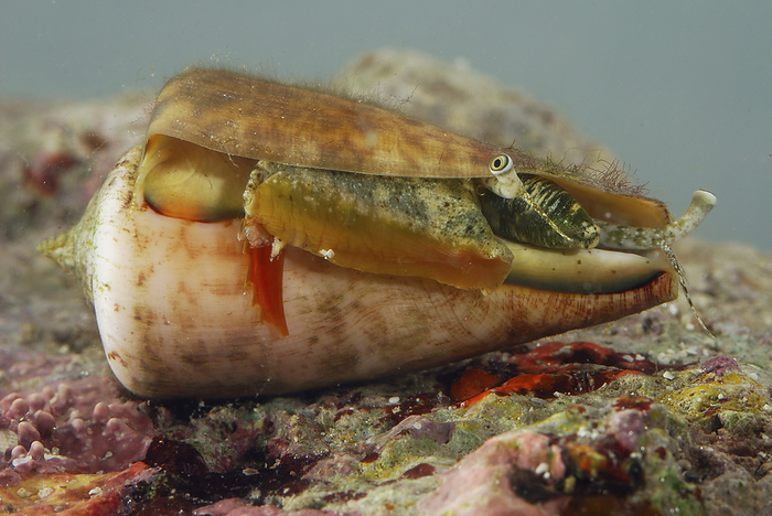 Close up of a fighting conch, Strombus species.; Derawan Island, Borneo, Indonesia., by Darlyne Murawski / Design Pics