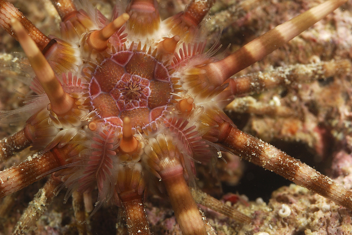 Close up of a sea urchin with striped spines.; Derawan Island, Borneo, Indonesia., by Darlyne Murawski / Design Pics