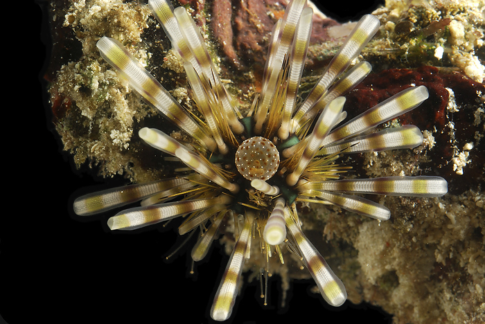 Close view of sea urchin.; Derawan Island, Borneo, Indonesia., by Darlyne Murawski / Design Pics