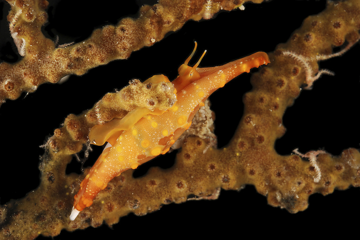 A spindle cowry, Phenacovolva, parasitizes a soft coral.; Derawan Island, Borneo, Indonesia., by Darlyne Murawski / Design Pics