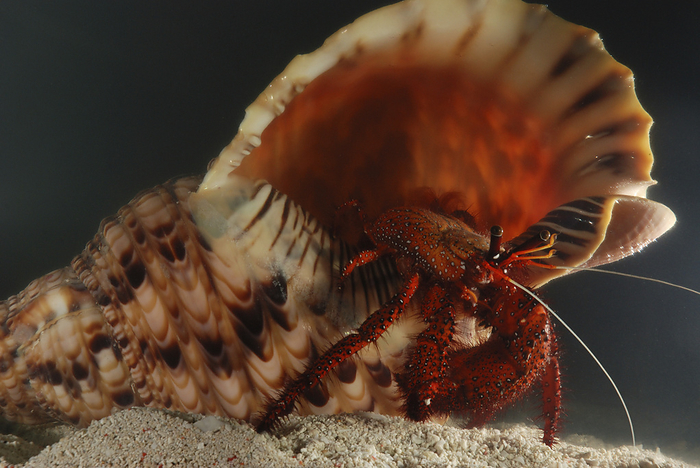 Red hermit crab occupying the shell of a giant triton snail.; Derawan Island, Borneo, Indonesia., by Darlyne Murawski / Design Pics