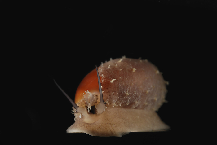 A snail, Oliva species, with a fragile shell.  The shell is about 1