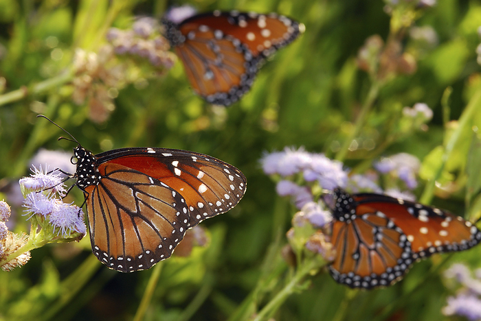 Monarch butterflies, Danaus plexippus, at flowers on  migration route.; Rio Grande Valley, Mission, Texas., by Darlyne Murawski / Design Pics