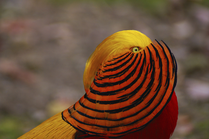 Male Chinese golden pheasant in his courtship display.; New York., by Darlyne Murawski / Design Pics