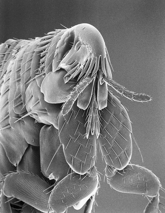 Microscopic view of a cat flea (Ctenocephalides felis) magnified about 80 times .; U.S., by Darlyne Murawski / Design Pics