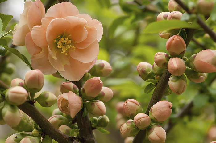 Flowers, buds, and branches of Camellia reticulata, in springtime.; New Hampshire., by Darlyne Murawski / Design Pics