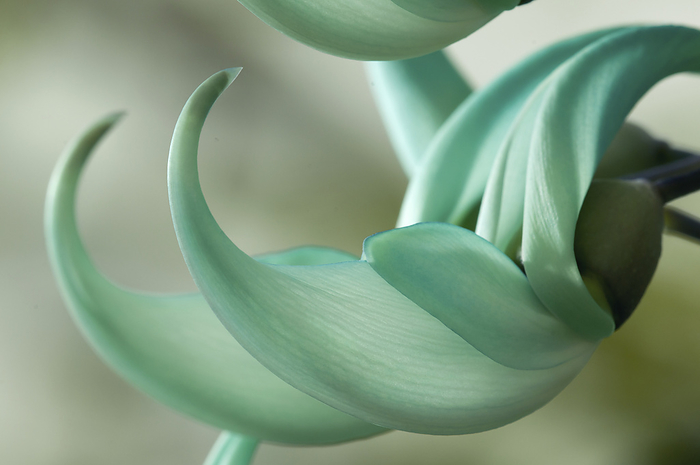 Close up of two jade vine flowers, Strongylodon macrobotrys.; Wellesley, Massachusetts., by Darlyne Murawski / Design Pics