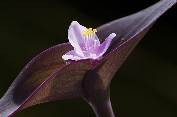 Close up of purple heart flower and bracts, Tradescantia pallida.; Framingham, Massachusetts., by Darlyne Murawski / Design Pics
