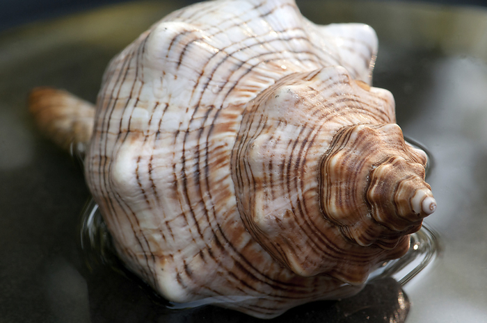 A whelk shell in water.; Brewster, Massachusetts., by Darlyne Murawski / Design Pics