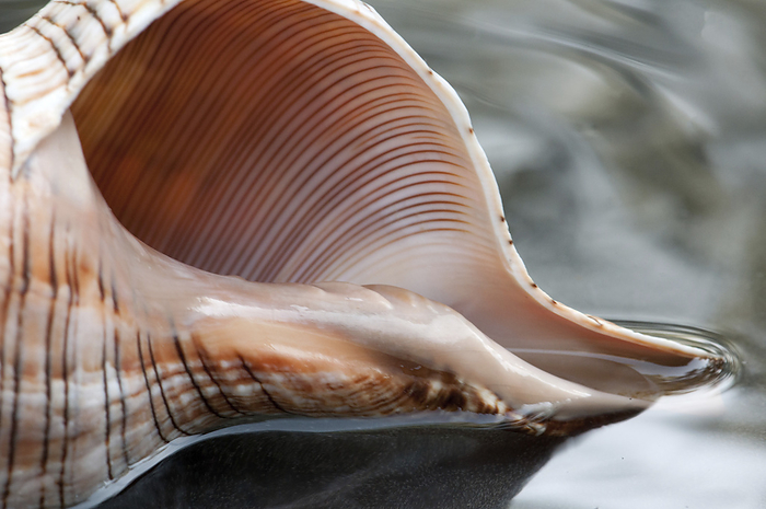 Close up of a whelk shell in water.; Brewster, Massachusetts., by Darlyne Murawski / Design Pics