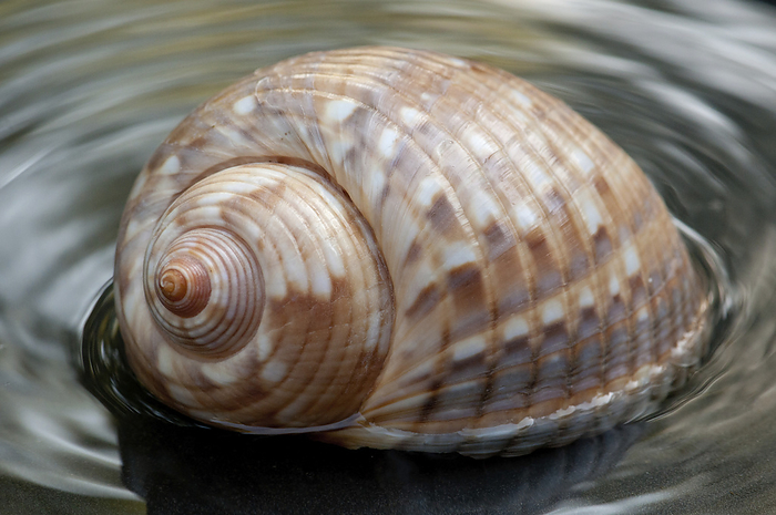 Close up of a whelk shell in water.; Brewster, Massachusetts., by Darlyne Murawski / Design Pics