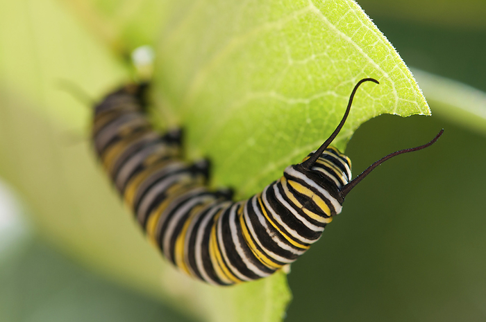 Close up of a monarch caterpillar, Danaus plexippus, feeding on a milkweed leaf.; Estabrook Woods, Concord, Massachusetts., by Darlyne Murawski / Design Pics