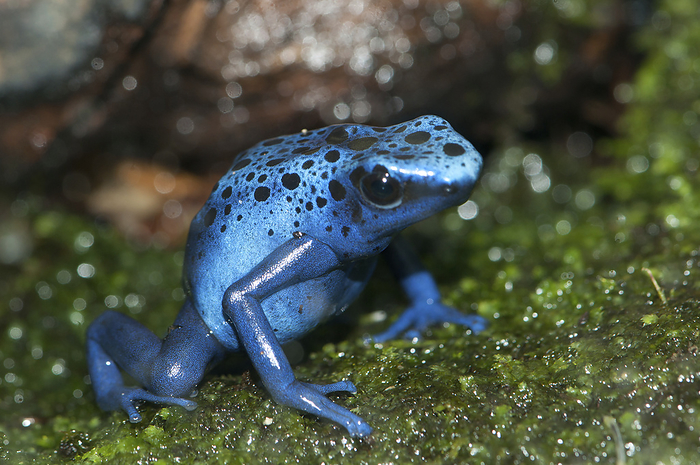 Close up portrait of a blue poison dart frog, Dendrobates azureus, native to Brazil and Suriname.; Atlanta Botanical Garden, Atlanta, Georgia., by Darlyne Murawski / Design Pics