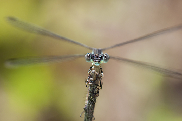 Close up portrait of a male slender spreadwing damselfly, Lestes rectangularis, perched on a stem.; Estabrook Woods, Concord, Massachusetts., by Darlyne Murawski / Design Pics