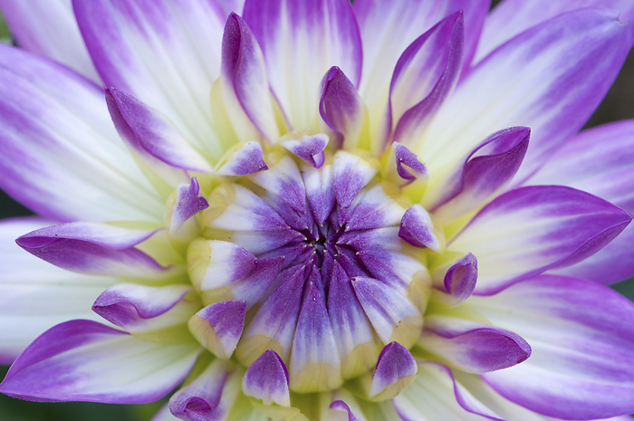 Closeup of a purple, white and yellow chrysanthemum opening up.; Sandwich, Cape Cod , Massachusetts, by Darlyne Murawski / Design Pics