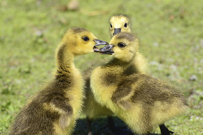 Sibling Canada geese goslings, Branta canadensis, interacting.; J. F. Kennedy Park, Cambridge, Massachusetts., by Darlyne Murawski / Design Pics