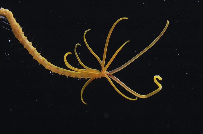 A polychaete worm with tentacles.; Shark's Cove, Oahu Island, Hawiian Islands., by Darlyne Murawski / Design Pics