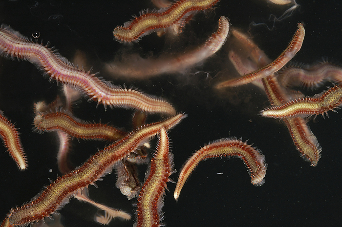 Fireworms gather at the ocean's surface to spawn.; Kaneohe Bay, Coconut Island, Oahu Island, Hawaiian Islands., by Darlyne Murawski / Design Pics