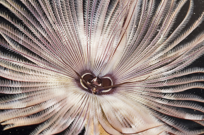 Tentacles and mouth of a large featherduster worm.; Kaneohe Bay, Coconut Island, Hawaiian Islands., by Darlyne Murawski / Design Pics