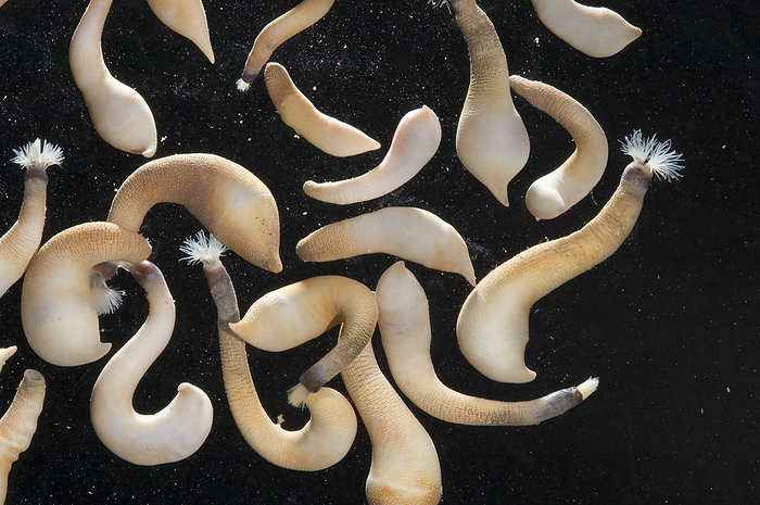 A cluster of a peanut worm.; Kahala Beach Park, Oahu Island, Hawaiian Islands., by Darlyne Murawski / Design Pics