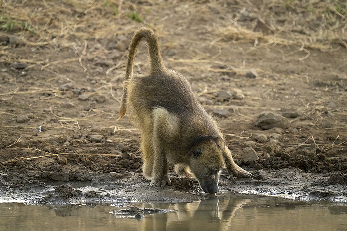 Chacma baboon (Papio ursinus) bends to drink from waterhole in Chobe National Park; Botswana, by Nick Dale / Design Pics