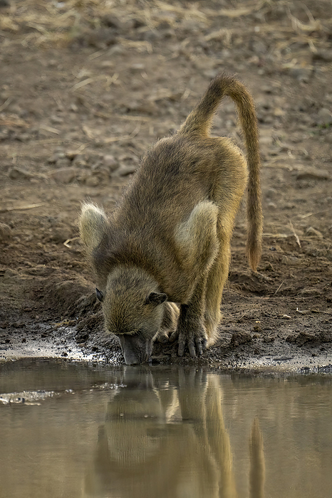 Chacma baboon (Papio ursinus) bends to drink muddy water from waterhole in Chobe National Park; Botswana, by Nick Dale / Design Pics