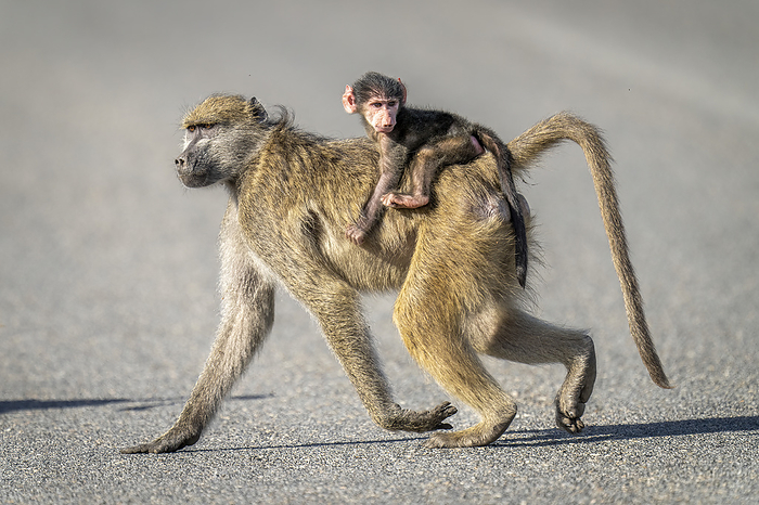 Chacma baboon (Papio ursinus) crosses main road carrying infant in Chobe National Park; Botswana, by Nick Dale / Design Pics