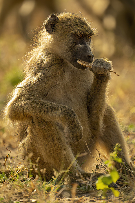 Chacma baboon (Papio ursinus) sits brushing teeth with stick in Chobe National Park; Botswana, by Nick Dale / Design Pics