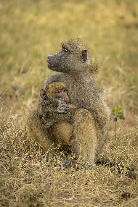 Chacma baboon (Papio ursinus) sits holding infant looking up in Chobe National Park; Botswana, by Nick Dale / Design Pics