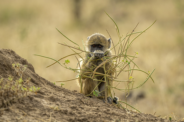 Chacma baboon (Papio ursinus) sits holding plant watching camera in Chobe National Park; Botswana, by Nick Dale / Design Pics