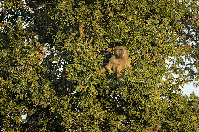 Chacma baboon (Papio ursinus) sits in tree in sunshine in Chobe National Park; Botswana, by Nick Dale / Design Pics