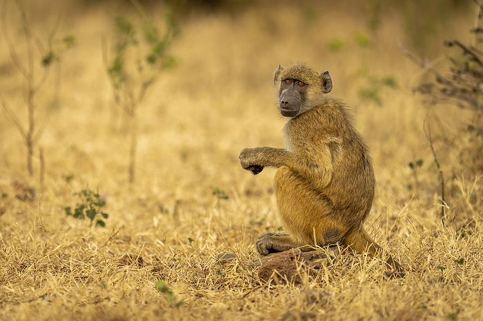 Chacma baboon (Papio ursinus) sits on rock eyeing camera in Chobe National Park; Botswana, by Nick Dale / Design Pics