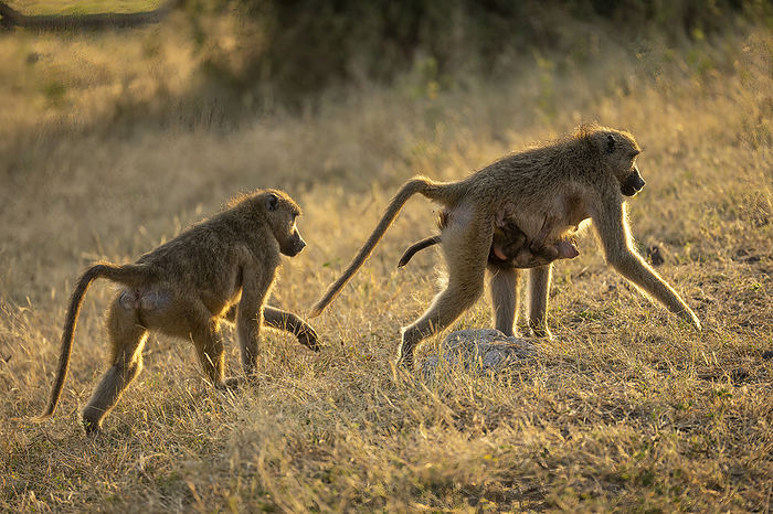 Chacma baboon (Papio ursinus) walks carrying baby with another in Chobe National Park; Botswana, by Nick Dale / Design Pics