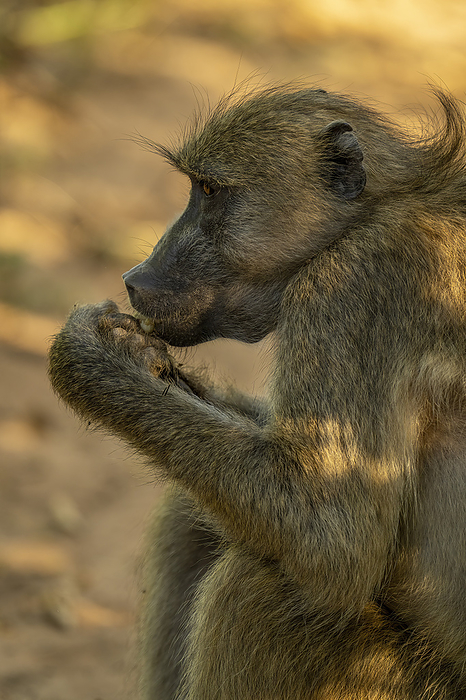 Close-up of Chacma baboon (Papio ursinus) sitting eating cactus in Chobe National Park; Botswana, by Nick Dale / Design Pics