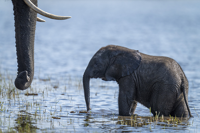 African elephant (Loxodonta africana) stands in river near mother in Chobe National Park; Botswana, by Nick Dale / Design Pics