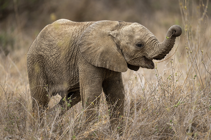 Baby African bush elephant (Loxodonta africana) stands browsing; Segera, Laikipia, Kenya, by Nick Dale / Design Pics